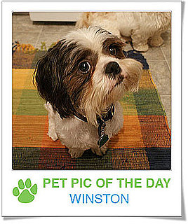 Pet Pics on PetSugar 2009-03-20 09:30:42