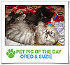 Pet Pics on PetSugar 2009-03-18 09:30:50