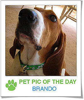 Pet Pics on PetSugar 2009-03-19 09:30:18