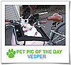 Pet Pics on PetSugar 2009-03-25 09:30:31