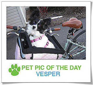 Pet Pics on PetSugar 2009-03-25 09:30:31