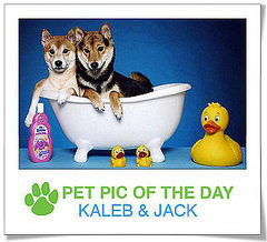 Pet Pics on PetSugar 2009-04-03 09:30:00 Pet Pics on PetSugar 2009-04-03 09:30:00