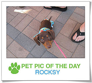 Pet Pics on PetSugar 2009-03-31 09:30:35