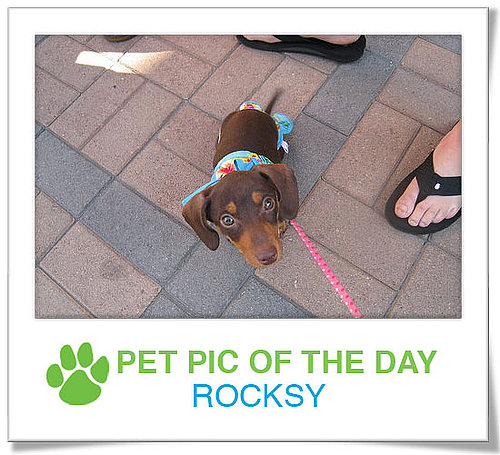 Pet Pics on PetSugar 2009-03-31 09:30:35