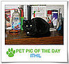 Pet Pics on PetSugar 2009-04-08 09:30:22