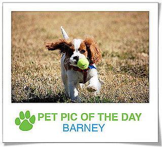 Pet Pics on PetSugar 2009-04-07 09:30:37