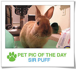 Pet Pics on PetSugar 2009-04-14 09:00:26