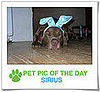 Pet Pics on PetSugar 2009-04-15 09:00:09