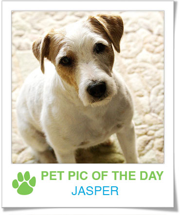 Pet Pics on PetSugar 2009-04-17 09:00:14