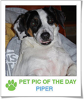 Pet Pics on PetSugar 2009-04-24 09:00:38
