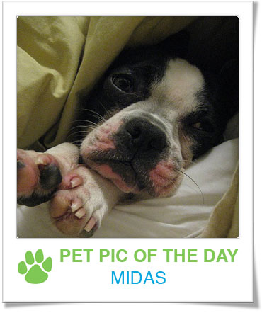 Pet Pics on PetSugar 2009-04-21 09:00:32