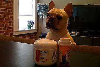 Do Your Pets Have Allergies? 