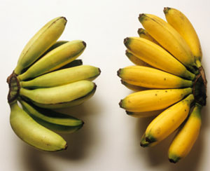 Quiz About Potassium