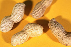 Possible Cure For Peanut Allergy Found Possible Cure For Peanut Allergy Found