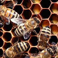 What's the Deal With Bee Venom Therapy? What's the Deal With Bee Venom Therapy?