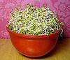 How to Make Your Own Alfalfa Sprouts
