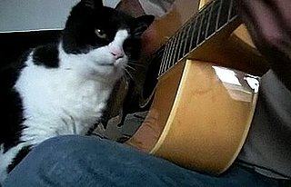Cat Really Getting Into Guitar Playing