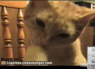 Cats Are Totally Bananas For Bananas