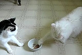 Happy Caturday!