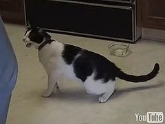 Cat Addicted to String Cat Addicted to String