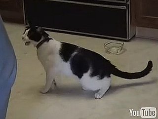 Cat Addicted to String