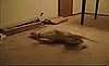 Dog Runs in His Sleep