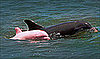 Cute Alert: Pink Dolphins Exist!