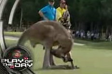 Kangaroo Thinks Interview Time Is Sexy Time