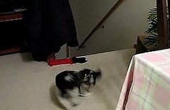 Dog Chases Tail to Rod Stewart Song