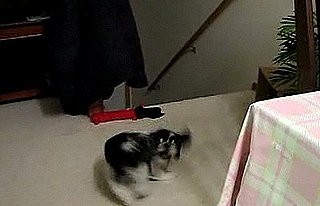 Dog Chases Tail to Rod Stewart Song