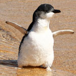 Fairy Penguins Rescued from New South Wales State Coastline
