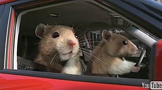 Kia Soul Hamsters Commercial