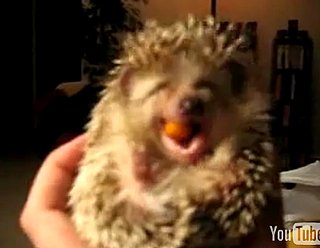 Cute Alert: Baby Hedgehog Eats a Carrot