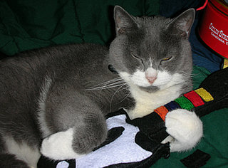 Cat Toys Shaped Like Gadgets Available on Etsy