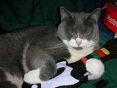 Best Videos of Cats Playing With Gadgets Best Videos of Cats Playing With Gadgets