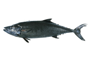 Escolar