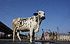 India to Introduce Cow Urine Beverage