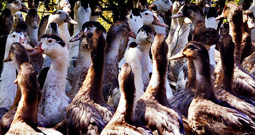 Village Voice Article: Foie Gras Humanely Produced