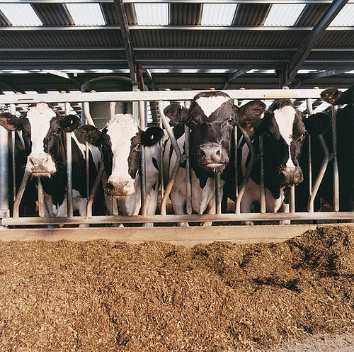 Falling Prices Mean Dire Times for Dairy Farmers