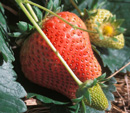 Spring Fruits Vine Ripening Quiz Spring Fruits Vine Ripening Quiz