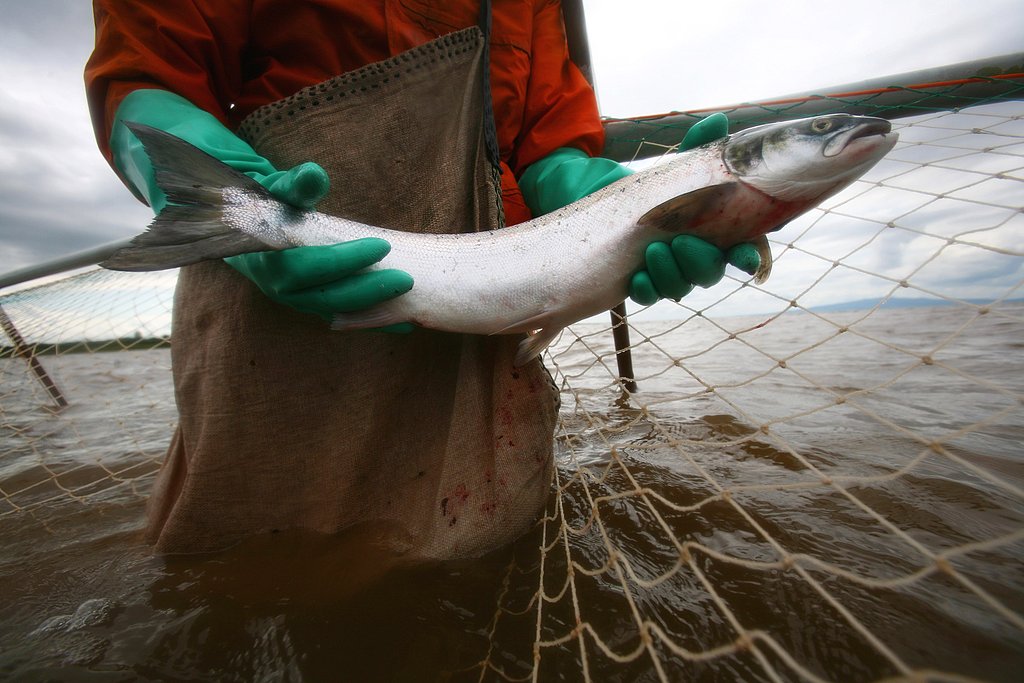 Commercial Salmon Season Is Banned For a Second Year Commercial Salmon Season Is Banned For a Second Year
