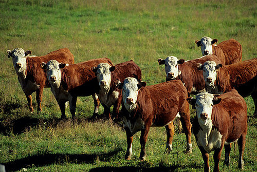Poll: Should Meat Be Seasonal?