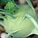 Kohlrabi
