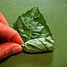 Beginning at the base, roll the stack of leaves tightly as you would a burrito. 