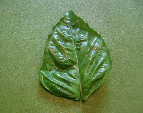 Start with individual clean, dry leaves that are free of any stems or buds. 