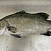 Barramundi