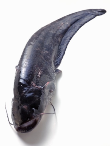 Catfish Catfish