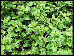 Recipes containing mint anyone?