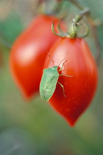 Are You Willing to Accept the Occasional Bug in Produce?