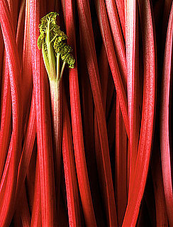 Yummy Links: From Rhubarb to the Swine Flu